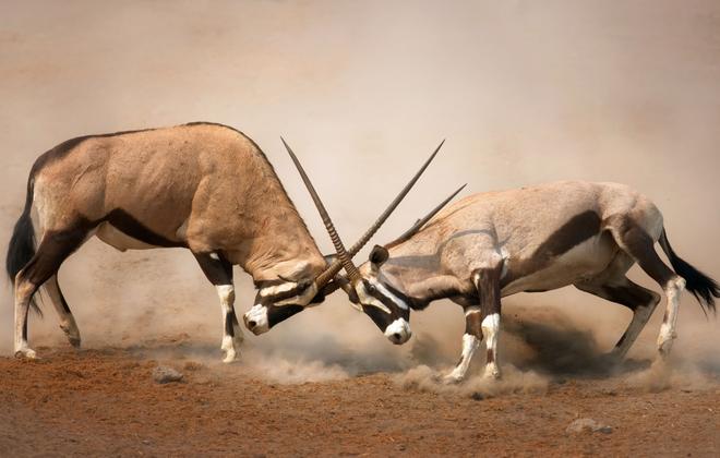 Kalahari